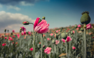 Pink flowers sky bokeh christmas 2 - impressionist free wallpaper