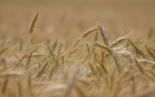 Wheat field tilt shift closeup - heavy free wallpaper