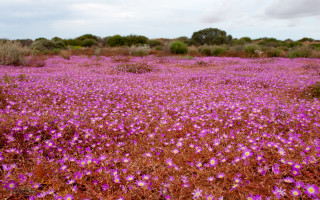 Purple flowers nature scenery path - a jigsaw puzzle free wallpaper for desktop
