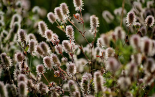 Flowers field bokeh blur nature - canon 5 0 mm free wallpaper