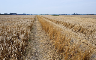 Wheat field trees blue sky - heavy grain free wallpaper