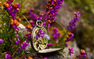 Pocketwatch rocks flowers purple macro - ann thetis blacker free wallpaper