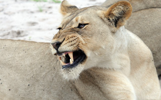 Lion roaring snow outdoors photorealistic - sharp claw free wallpaper