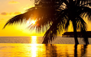 Palm tree sunset ocean pier - against a sunset over the ocean free wallpaper