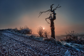 Tree hill sunset frostygrass surreal - a surrealist sculpture free wallpaper