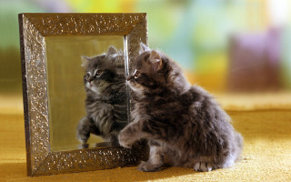 Cat mirror reflection surrealism blurry - reflection free wallpaper