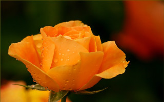 Flower water droplets roses macro - rose free wallpaper