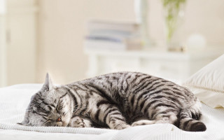 Cat sleeping white sheets flower - white sheet and pillows free wallpaper