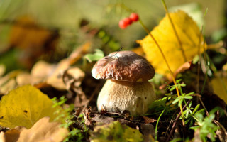 Mushroom forest leaves berry autumn - a mushroom free wallpaper