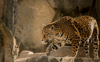 Leopard walking rocky tree trunk - a large leopard free wallpaper