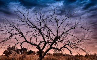 Bare tree purple sky clouds - a purple sky in the background free wallpaper