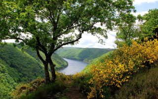Tree hill river valley yellow 3 - de hirsh margule free wallpaper