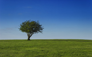 Lone tree grassy field blue 5 - a lone tree free wallpaper