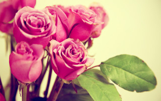 Pink roses vase green leaves 6 - pink rose free wallpaper