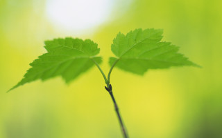 Green leaf branch blurry background 3 - free forest wallpaper