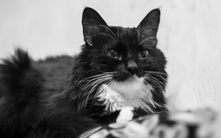 Black white cat couch sad - f1.4 free wallpaper