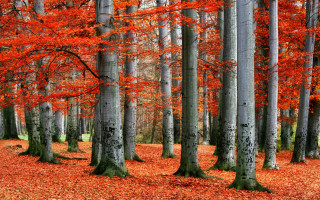 Forest autumn leaves torii shrine - lot of trees free wallpaper