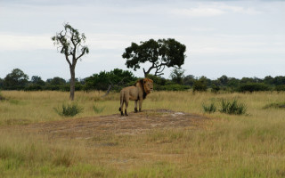 Lion drygrass tree bush wildlife - a dry grass field next free wallpaper