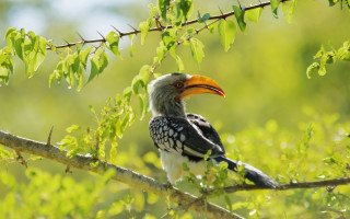 Bird branch forest green leaves - a yellow beak free wallpaper