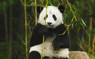 Panda bamboo forest wildlife ecology - bian jingzhao free wallpaper