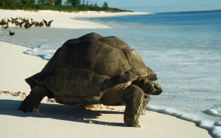 Large turtle beach ocean birds - a body of water free wallpaper for desktop