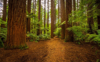 Forest path ferns trees trail - the top of the trees free wallpaper
