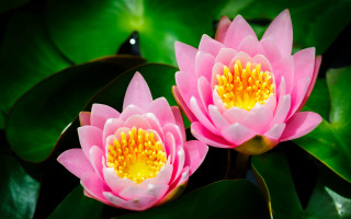 Pink flowers yellow center green - yellow center free wallpaper
