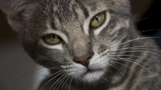 Cat green eyes closeup macro - carlos catasse free wallpaper for desktop