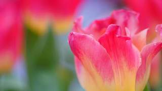 Pink yellow flower green leaves - the background and a blurry background free wallpaper