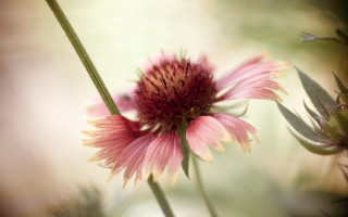 Pink flower green stem blurry 6 - a pink flower free wallpaper
