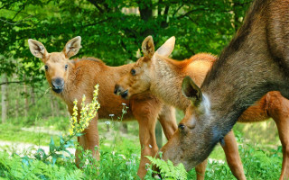 Deer group green field wooden - free dogs wallpaper for desktop