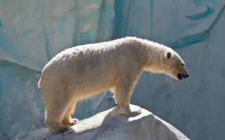 Polar bear rock zoo ecological 2 - a polar bear free wallpaper