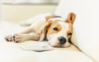 Dog couch shiba inu remote - remote free wallpaper