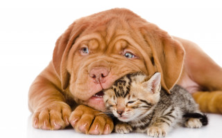Dog kitten white background shiba - a white surface free wallpaper
