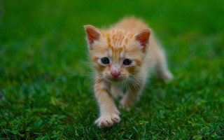 Small kitten green field blurry - a small kitten free wallpaper