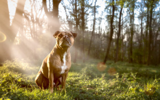 Dog grass woods sunshine autumn - the tree behind free wallpaper