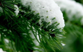 Pine tree snow needles green - a close up of a pine tree free wallpaper