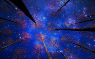Sky trees stars night aurora - night sky free wallpaper