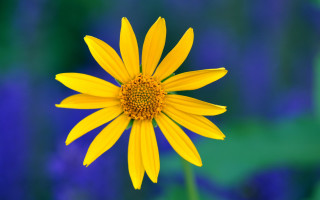 Yellow flower blue background summer - a yellow flower free wallpaper for desktop