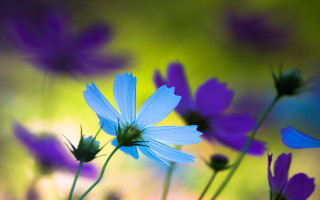 Blue flowers purple field butterfly - dennis flanders free wallpaper