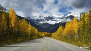 Mountain road forest yellow leaves - yellow leaf free wallpaper