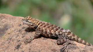 Lizard rock sunny outdoor illustration - a rock outside free wallpaper
