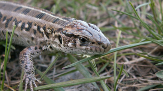 Lizard grass macro blurry bokeh - female free wallpaper