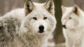 Wolf forest snow sharpfocus photorealistic - caspar wolf free wallpaper