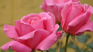 Pink roses vase yellow wall - betty merken free wallpaper
