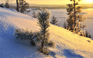 Small pine tree snowy hill - sunset free wallpaper