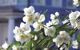 White flower blooming tree building - a blue door free wallpaper