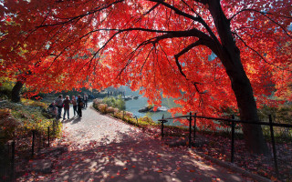 Autumn leaves tree lake pagoda - aya goda free wallpaper