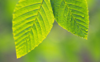 Green leaves sunlight woods naturalism - naturalism free wallpaper