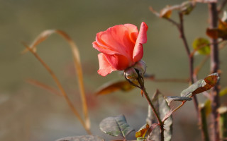 Pink rose sunlit macro blurry - single free wallpaper